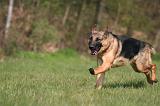 BERGER ALLEMAND 1303